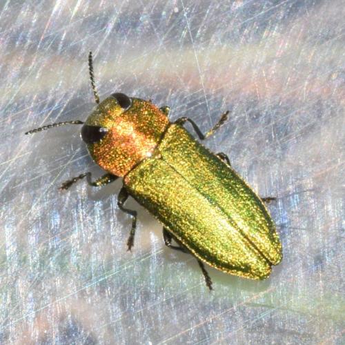 Réf. 310 723 : Anthaxia nitidula